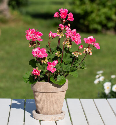 Cotti terrakottapotte med underskål 14 cm Cotti terrakottapotte med underskål 14 cm